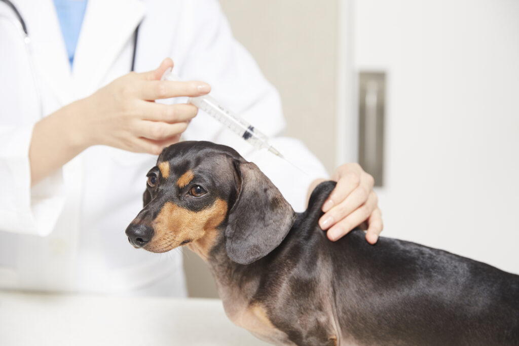 강아지 필수 예방 접종