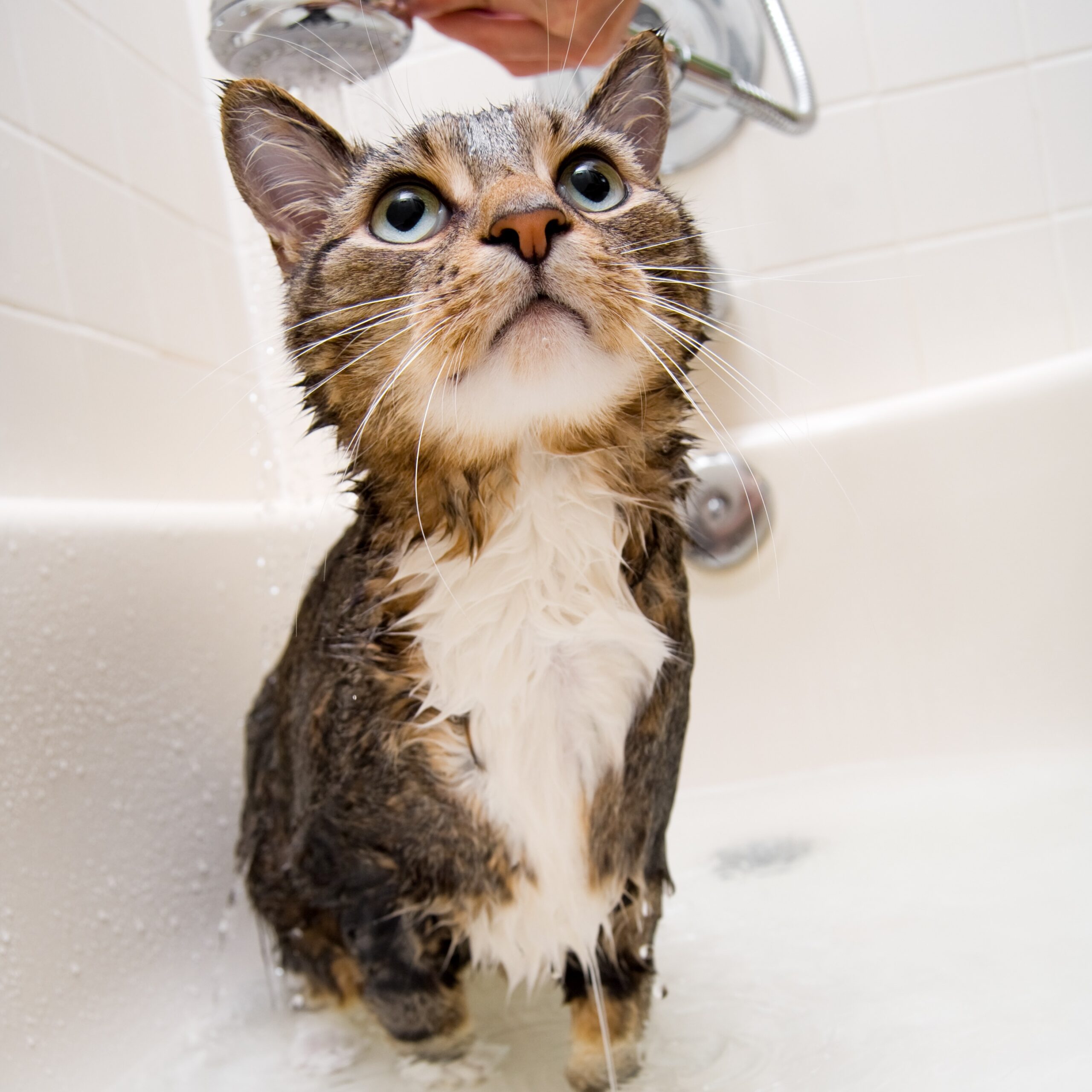 고양이 목욕 주기
