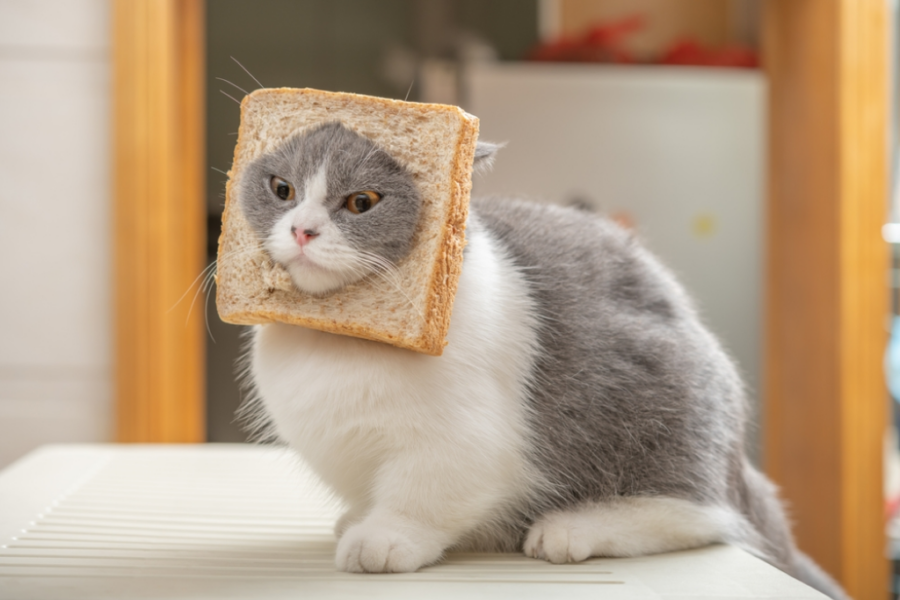 고양이 빵