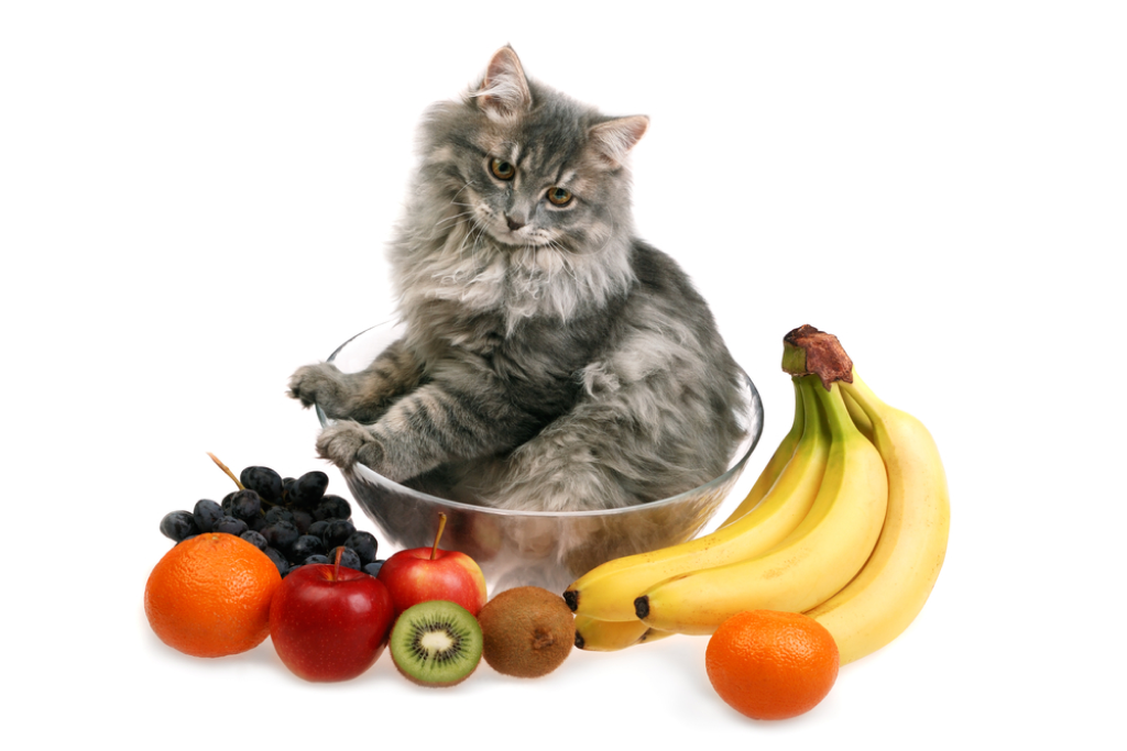 고양이가 먹어도 되는 과일