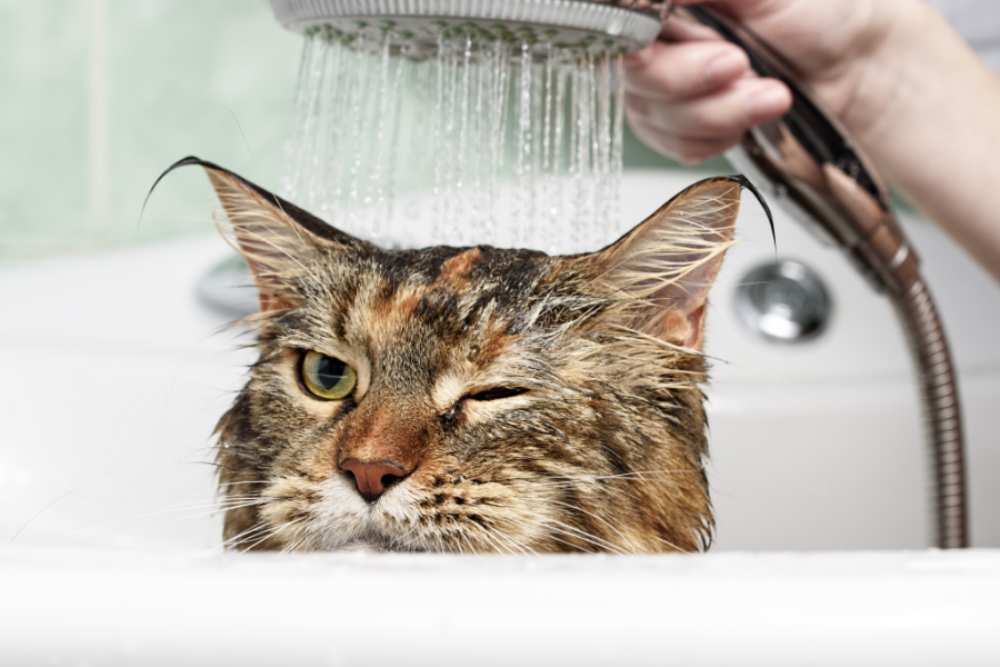 고양이 물 싫어하는 이유