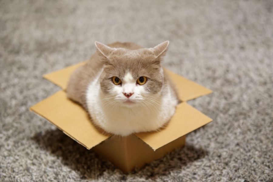 고양이가 상자를