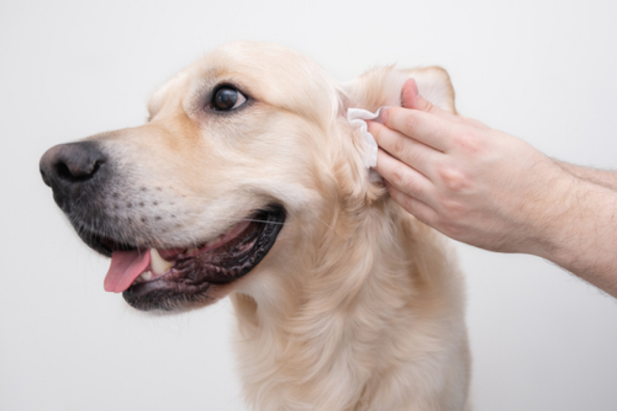 강아지 귀 청소 방법
