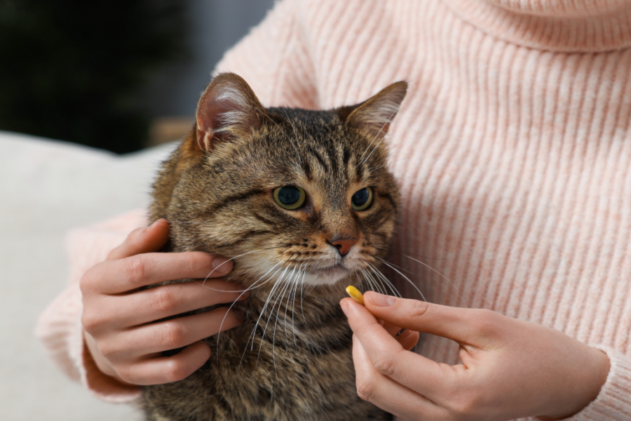 고양이 약 먹이는 방법